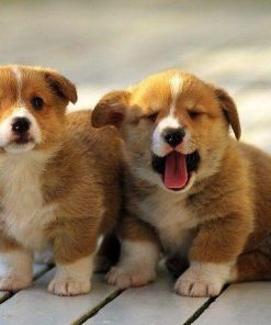 2 con chó con dễ thương