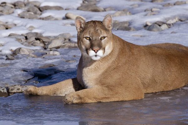 Báo sư tử (Cougar)