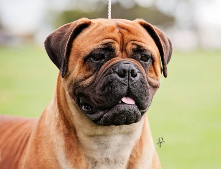 Chó ngao bò Bullmastiff