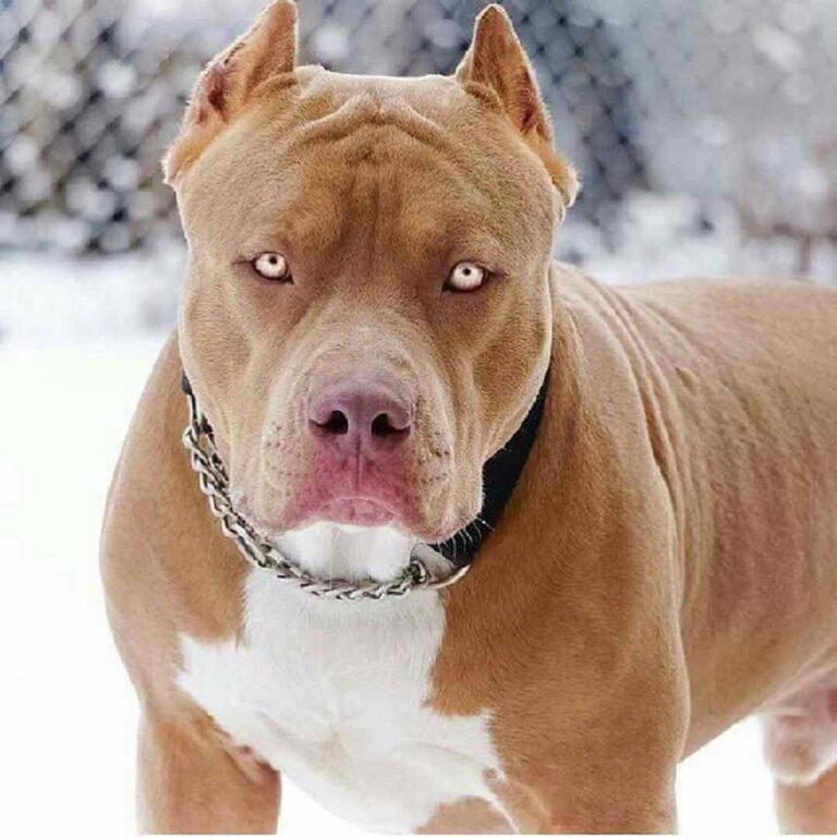 Chó Pitbull