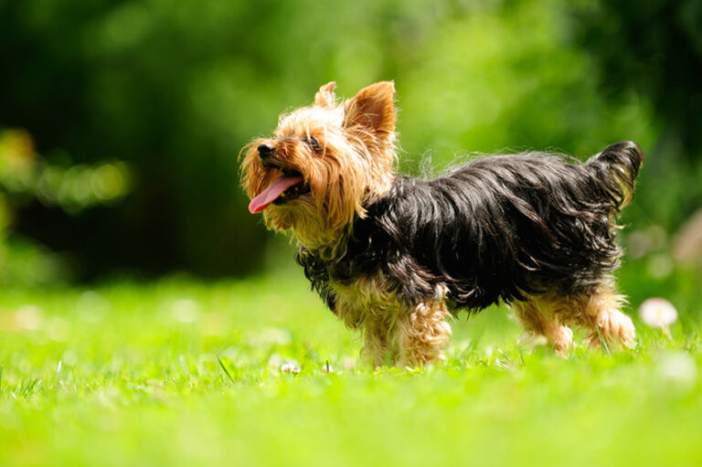 Chó Yorkshire Terrier