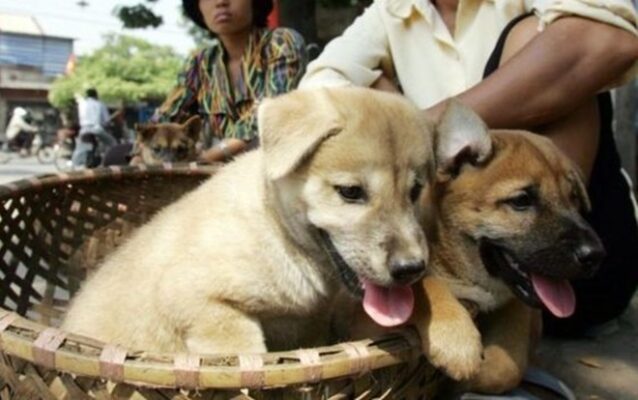 Chó con được đem ra chợ bán