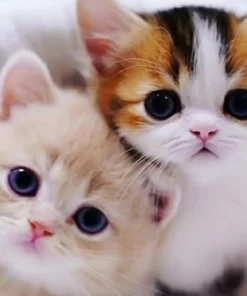 2 con mèo con cute dễ thương