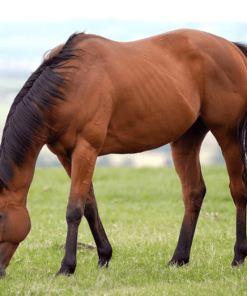 Con ngựa đang ăn cỏ