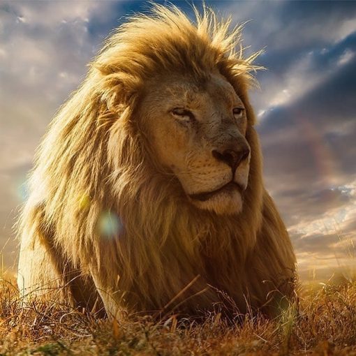 Con sư tử dũng mãnh