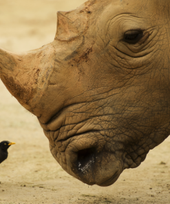 Con tê giác và con quạ