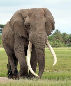 Con voi với cặp ngà trắng dài