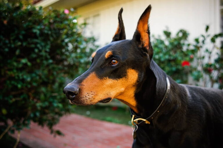 Chó Doberman Pinscher