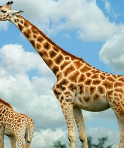 Hươu cao cổ mẹ và hươu cao cổ con