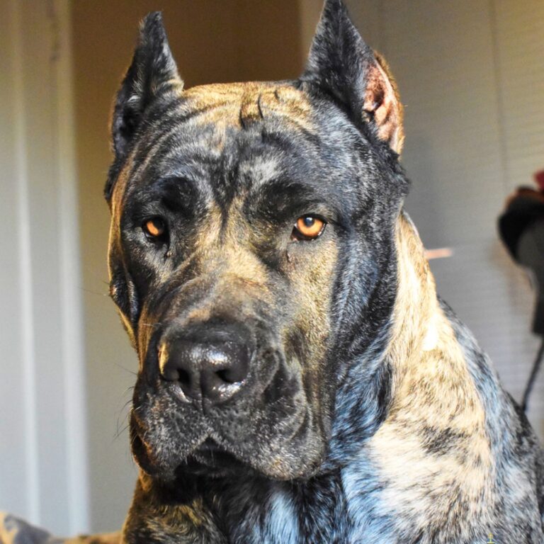 Chó Presa Canario