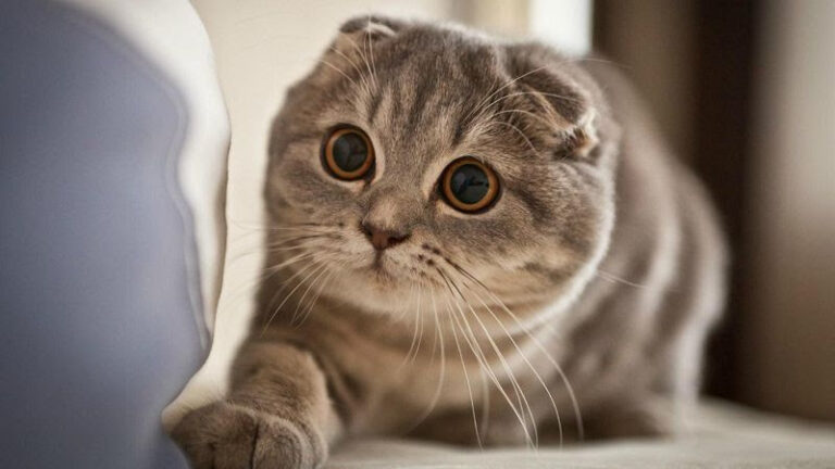 Mèo tai cụp Scottish Fold