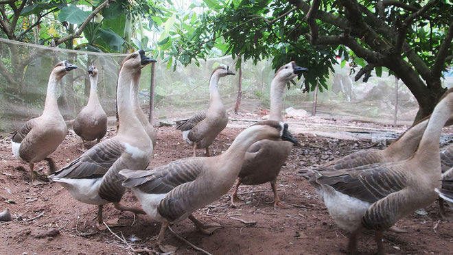 Cáo và đàn ngỗng