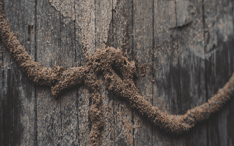 mối có ăn được bê tông không